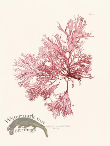 Bradbury Seaweed 003